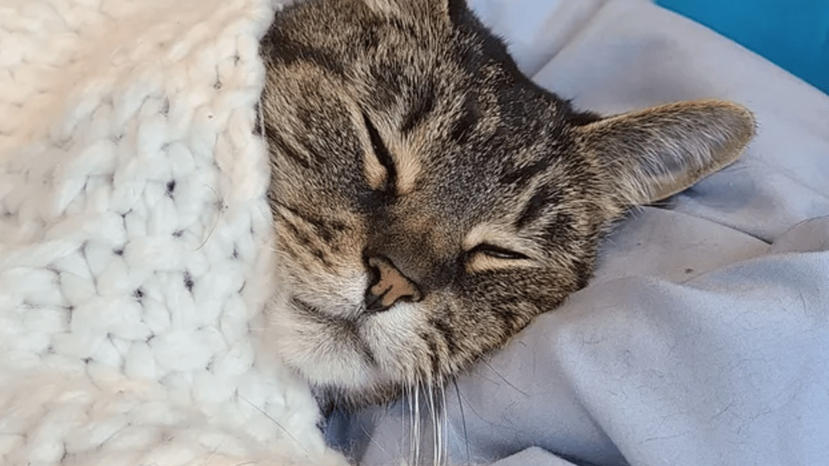 Illustration : "14 photos mignonnes à souhait de chats s'étant emmitouflés pour se protéger du froid "