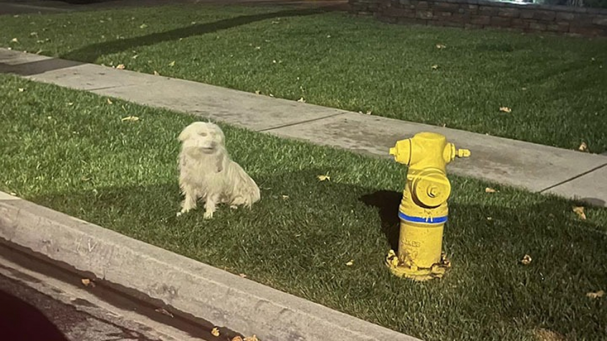 Illustration : "Un chien a attendu désespérément ses maîtres qui l‘avaient abandonné à côté d’une bouche à incendie avant qu’on lui porte secours"