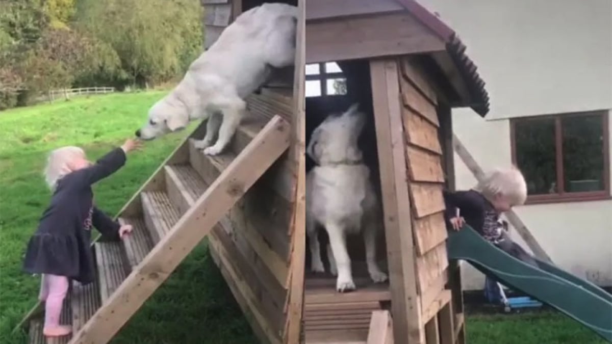 Illustration : "La vidéo attendrissante d’un chiot Golden Retriever qui joue avec sa toute petite maîtresse au toboggan "