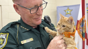 Illustration : "Un chaton adopté par un policier prend son poste au sein du commissariat pour le plus grand plaisir de l’équipe"