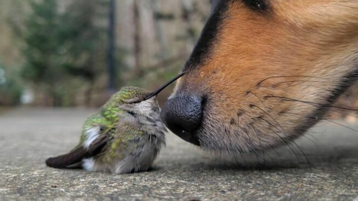 Illustration : "20 photos de chiens et de chats qui vous feront faire le plein de tendresse pour toute la journée"