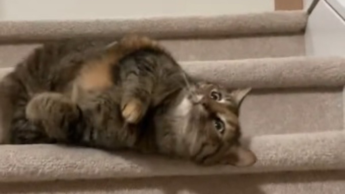 Illustration : "Cette chatte a une technique attendrissante pour descendre les escaliers quand sa propriétaire la complimente (vidéo)"