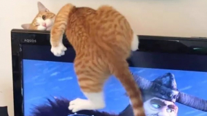 Illustration : "13 photos de chats dont les actions farfelues ne nous aident pas à garder notre sérieux"