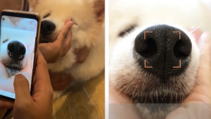 Illustration : Après le tatouage et la puce, l'identification des chiens par la truffe mise à l'essai