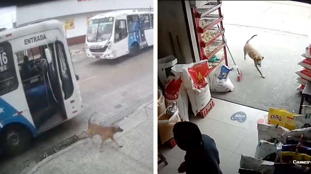 Illustration : "Un chien prend le bus pour faire une surprise à sa maîtresse sur son lieu de travail (vidéo)"