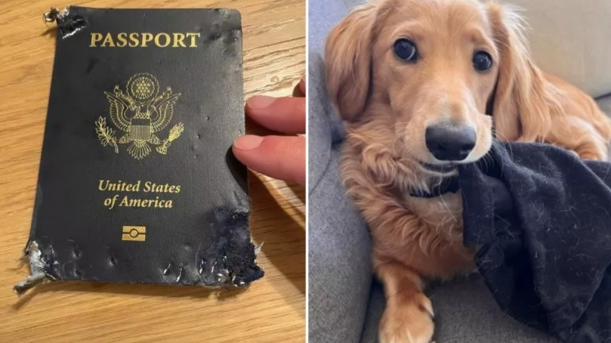 Illustration : "Un chiot détériore le passeport de sa maîtresse qui s’apprête à partir en lune de miel"