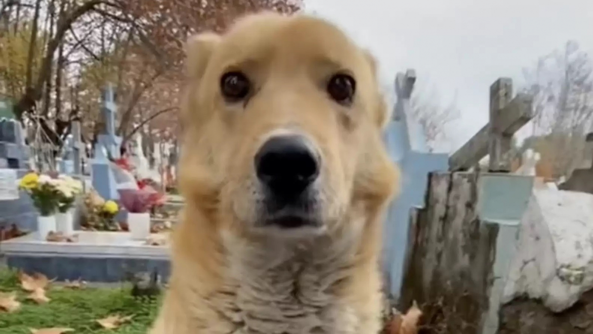 Illustration : "Un chien errant apporte du réconfort à une femme en pleurs dans un cimetière (vidéo)"