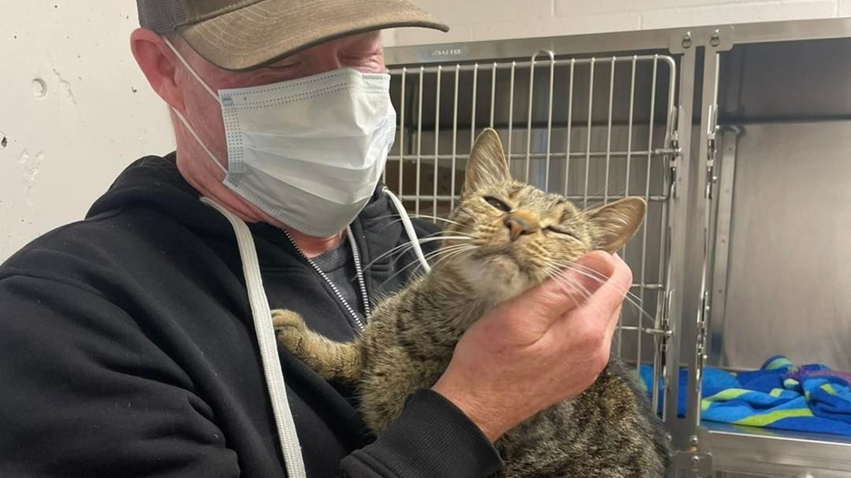 Illustration : "Des bénévoles recueillent un chat qu’ils croient errant, mais découvrent qu’on le cherchait désespérément depuis des mois"