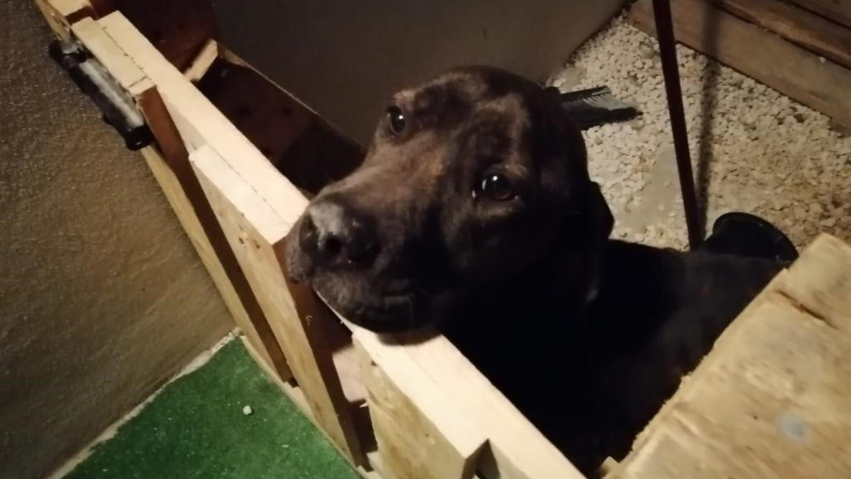 Illustration : "Nouveau départ pour Dory, chienne négligée et cachectique enfermée sur un balcon"