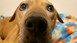 Illustration : "Un chien au passé difficile se mure dans le silence pendant 6 ans, jusqu’à ce qu’il parvienne enfin à panser ses blessures (vidéo)"