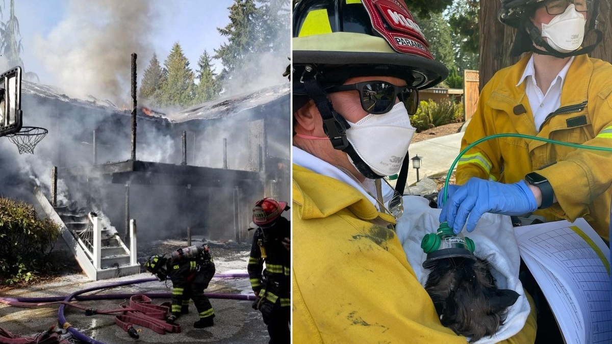 Illustration : "Un chat piégé dans une maison en flammes concentre tous les efforts des pompiers venus combattre l'incendie"