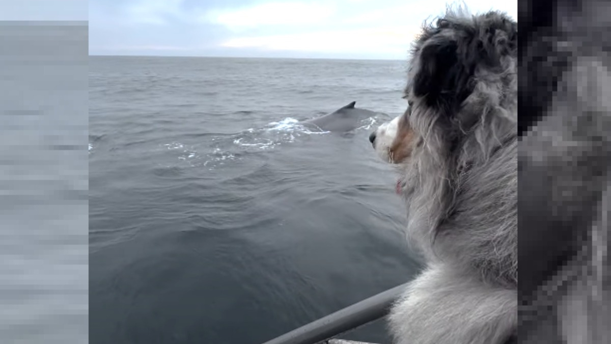 Illustration : "Sa rencontre avec une baleine laisse ce chien littéralement sans voix (vidéo)"