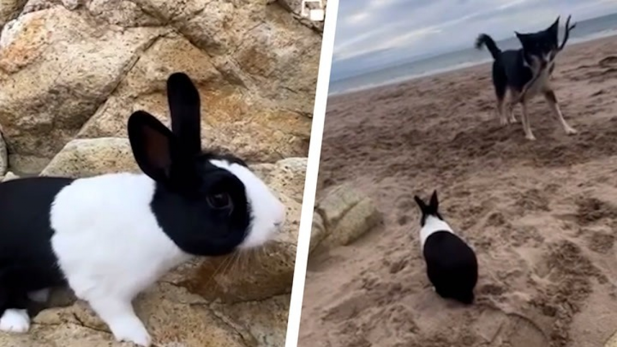 Illustration : "Ce lapin adore se rendre à la plage en compagnie de son meilleur ami canin (vidéo)"