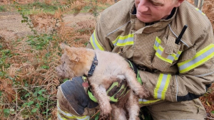 Illustration : Une chienne reste coincée dans le terrier d'un lapin pendant 18 heures, les pompiers sont appelés en dernier recours