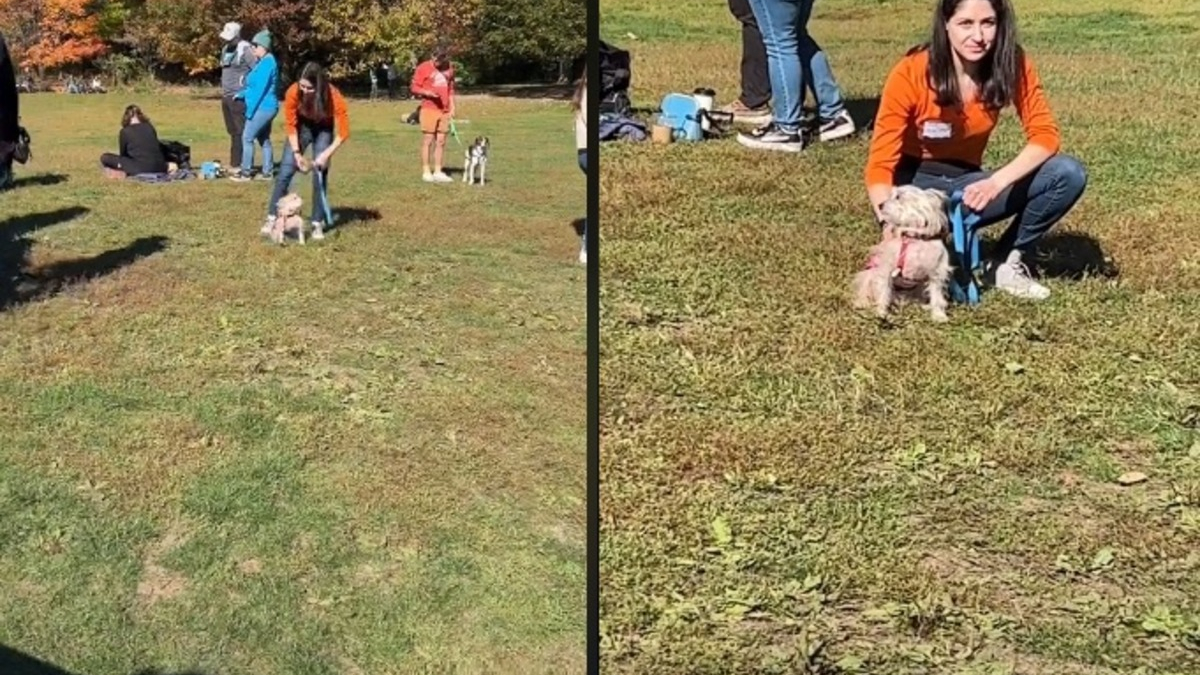 Illustration : "La vidéo d'un petit chien n'intéressant personne lors d'un évènement d'adoption émeut de nombreux internautes"