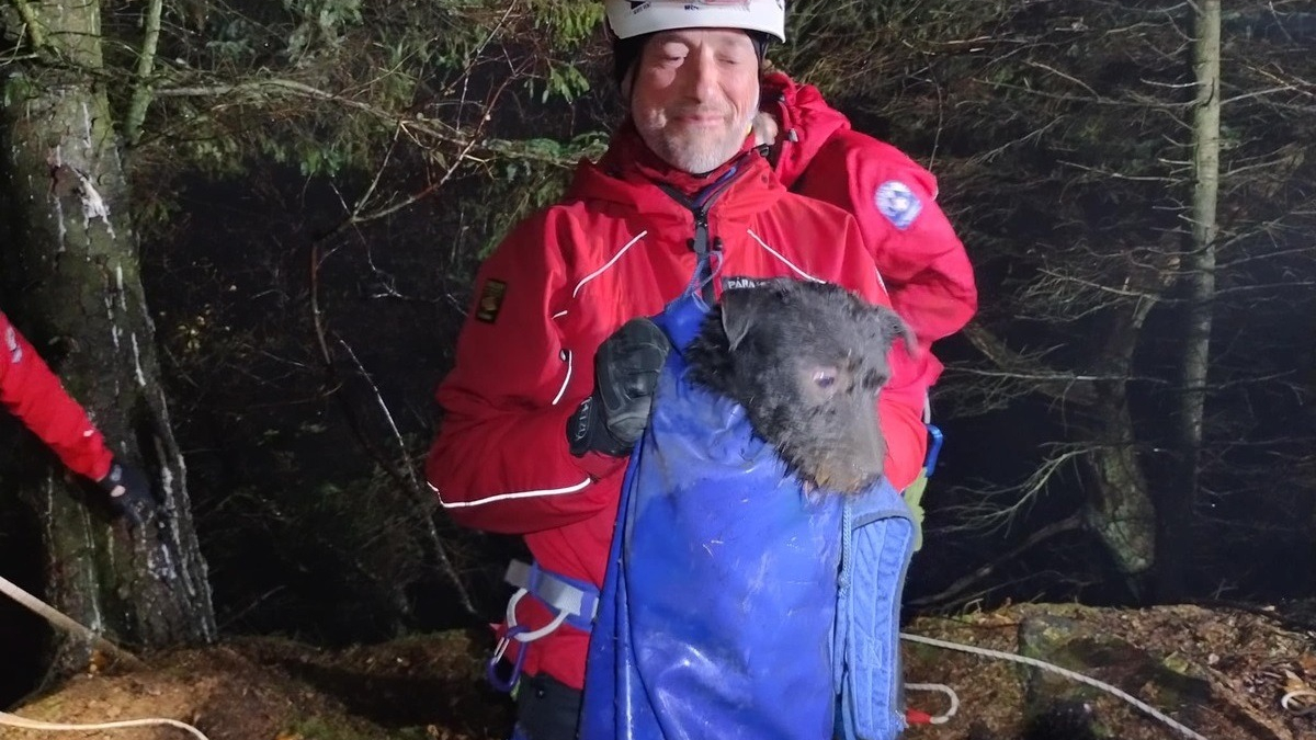 Illustration : "Attiré par un écureuil, un chien se lance à sa poursuite et fait une chute de 15 mètres"