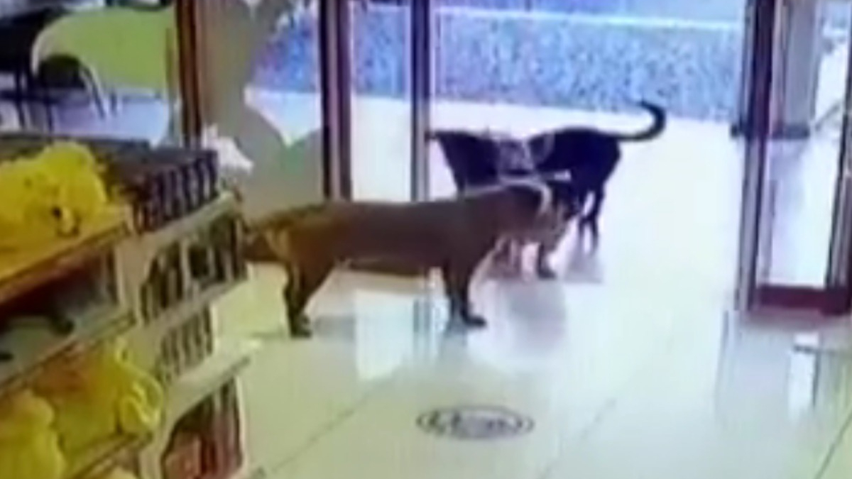 Illustration : "Un trio de chiens décide de voler des jouets dans un magasin, agissant en véritable bande organisée (vidéo)"