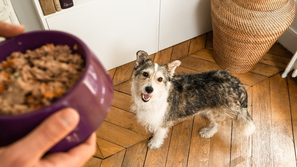 Illustration : "Pourquoi une alimentation faite maison est-elle bonne pour mon chien ?"