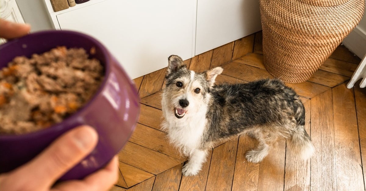 Alimentation Maison Chien | Ventana Blog
