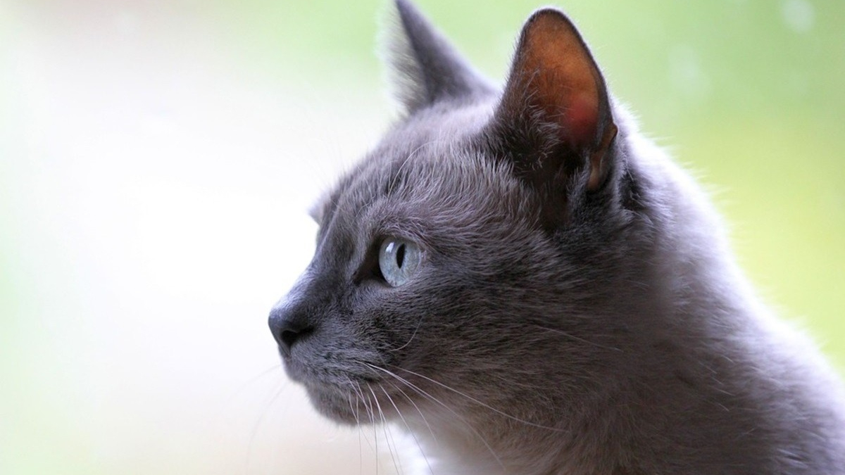 Illustration : "Amené chez le vétérinaire, un chat errant révèle son incroyable histoire grâce à sa puce : sa famille le cherchait depuis 5 ans"