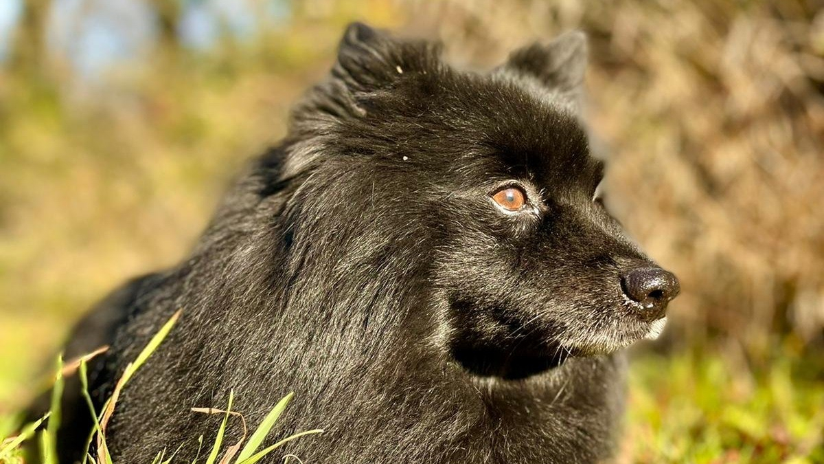 Illustration : "Kidnappé une première fois à la pension, un chien l'est à nouveau au moment où sa propriétaire vient le récupérer"