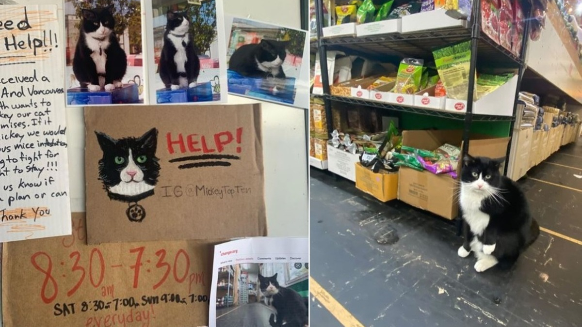 Illustration : "La décision d'expulser un chat d'une épicerie suscite l'indignation de la communauté qui se mobilise"