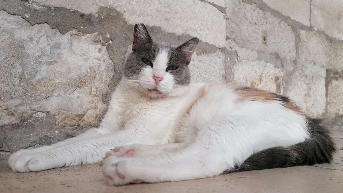 Illustration : "Anastasia, la chatte expulsée du musée de Dubrovnik, passera l'hiver au chaud"