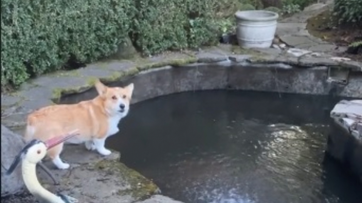 Illustration : "L'adorable réaction d'un chien soulagé de retrouver ses amis poissons après le nettoyage de leur bassin (vidéo)"