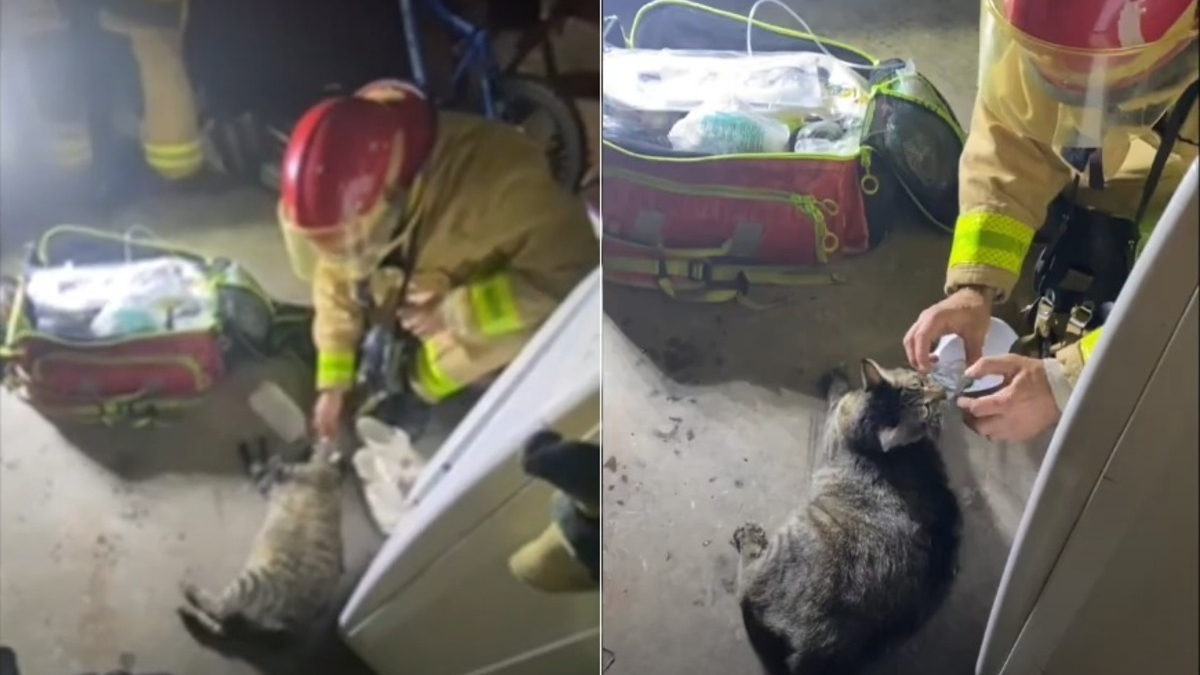 Illustration : "Un pompier découvre une chatte inanimée dans la maison en feu de sa famille et se bat jusqu'au bout pour la ramener à la vie"