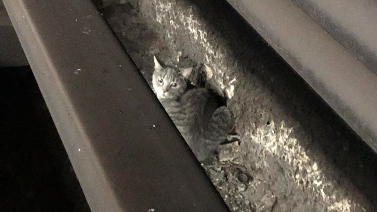 Illustration : "Un chat s’échappe de sa cage de transport et se retrouve coincé sous les rails du métro"