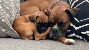 Illustration : "L’amour entre un Boxer et le nouveau chiot de la famille fait fondre les internautes (vidéo)"