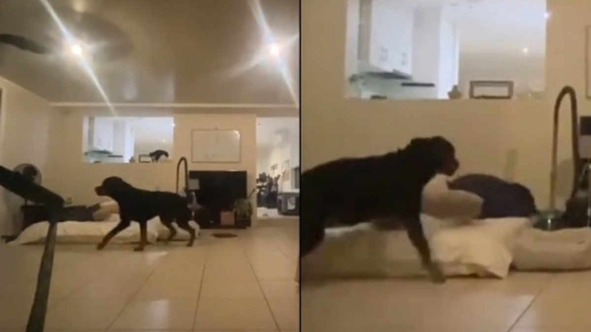 Illustration : "Elle joue à cache-cache avec son Rottweiler, mais un invité surprise décide d'entrer en jeu (vidéo)"