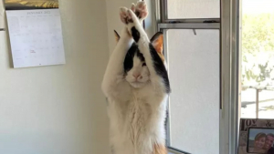 Illustration : "17 photos de chats qui ont décidé de vous gratifier de leurs plus belles danses"