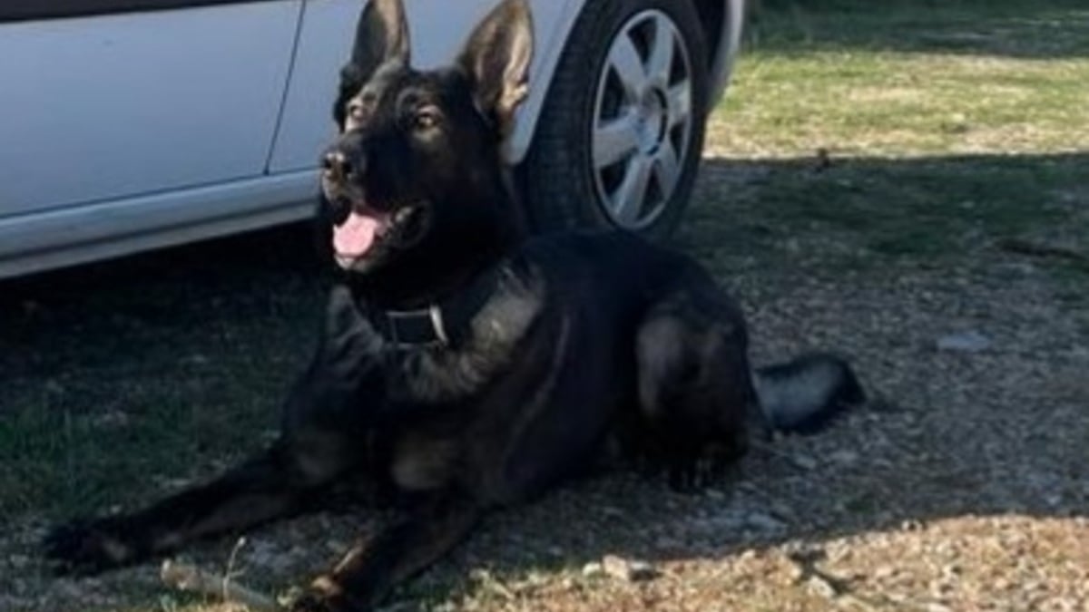 Illustration : "Chien héros des gendarmes, Portal se lance sur la piste d'une randonneuse égarée dans les bois"