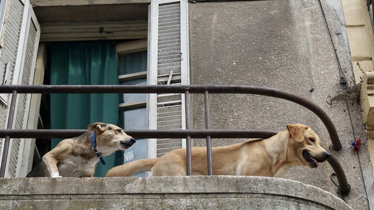 Illustration : "Alertés par les bruits provenant du toit et les aboiements de leurs chiens, ils finissent par découvrir un animal en détresse"