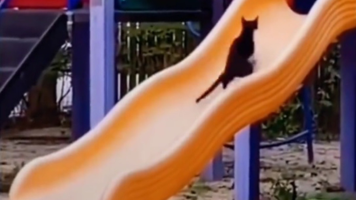 Illustration : "Un chat découvre les joies du toboggan et ne peut plus s'en passer (vidéo)"