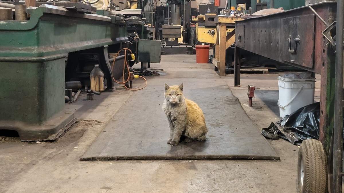 Illustration : "Depuis 15 ans, ce chat au pelage noirci vit dans un atelier de maintenance ferroviaire et ne le quitterait pour rien au monde"