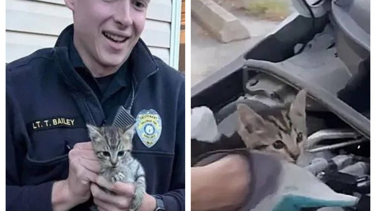 Illustration : "Un jeune homme bouleverse le destin de 2 chatons, en les dénichant du capot d'une voiture (vidéo)"