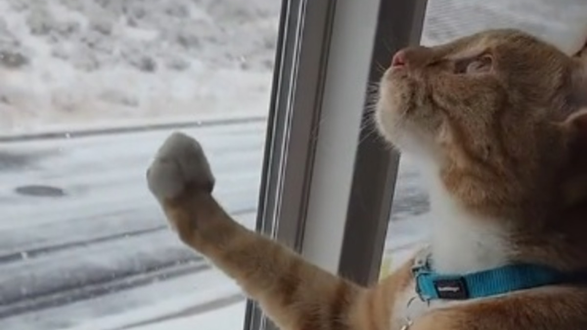 Illustration : "Ce chat voit la neige pour la première fois de sa vie et sa réaction se passe de commentaires (vidéo)"