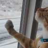 Illustration : Ce chat voit la neige pour la première fois de sa vie et sa réaction se passe de commentaires (vidéo)