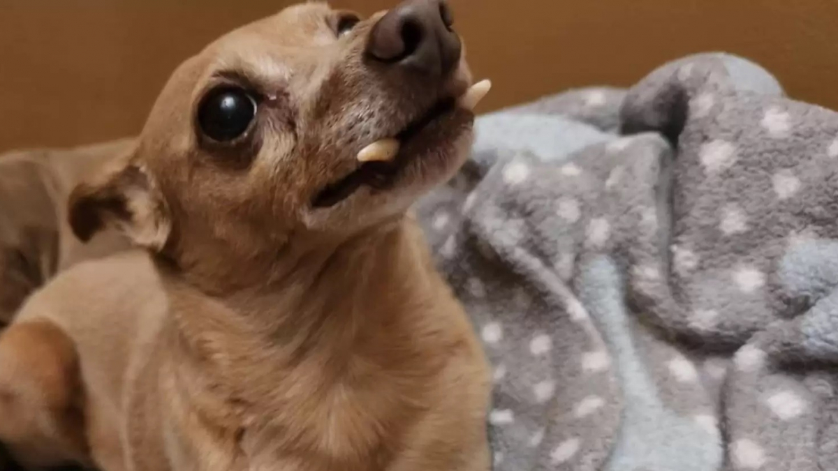 Illustration : "Ce chien sénior impressionne tous ceux qu'il croise à cause de la forme de ses dents"