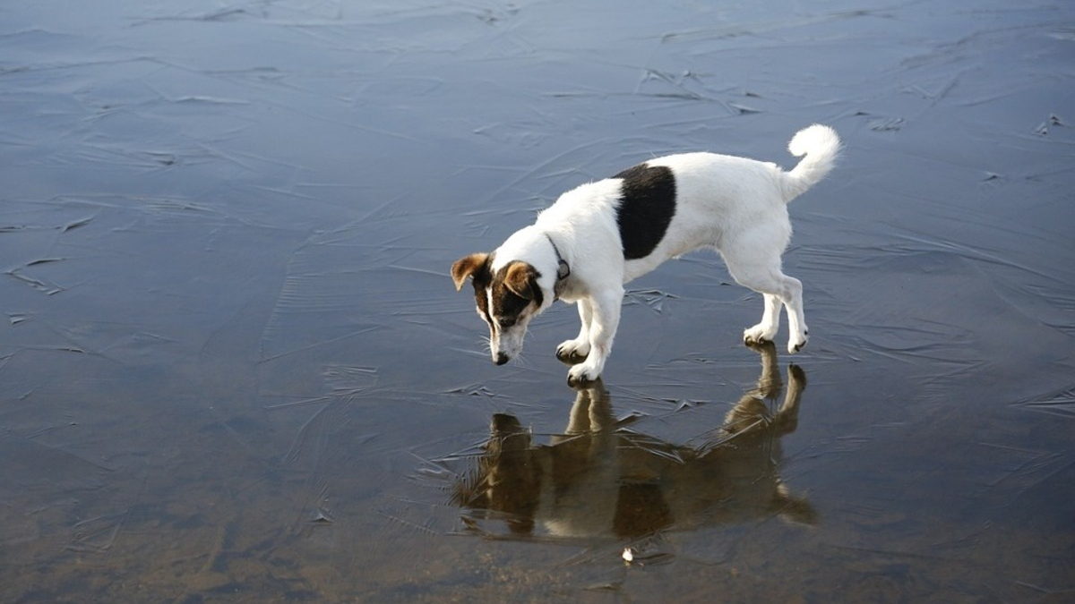 Illustration : "La glace se rompt sous les pattes d’un chien s’aventurant sur un étang gelé, son propriétaire appelle les pompiers"