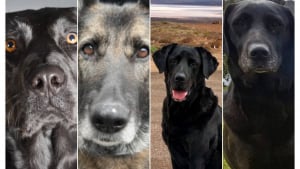 Illustration : "L’heure d’une retraite méritée a sonné pour ces 4 chiens militaires, qui ont consacré toute leur vie au maintien de l’ordre"