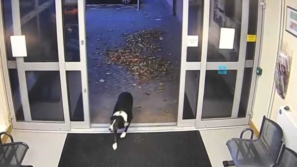 Illustration : "Disparue quelques heures plus tôt, une chienne fait une entrée remarquée au poste de police (vidéo)"