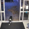 Illustration : Disparue quelques heures plus tôt, une chienne fait une entrée remarquée au poste de police (vidéo)