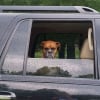 Illustration : 20 photos rappelant que les chiens et les chats peuvent conna&icirc;tre de mauvais jours eux aussi