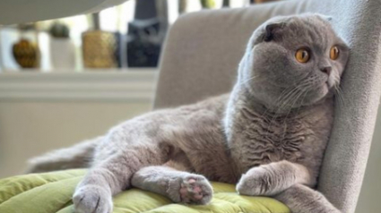 Illustration : La belle histoire de Milla, chatte célèbre sur Instagram qui a vaincu une maladie grave