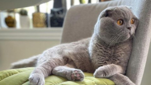 Illustration : La belle histoire de Milla, chatte célèbre sur Instagram qui a vaincu une maladie grave
