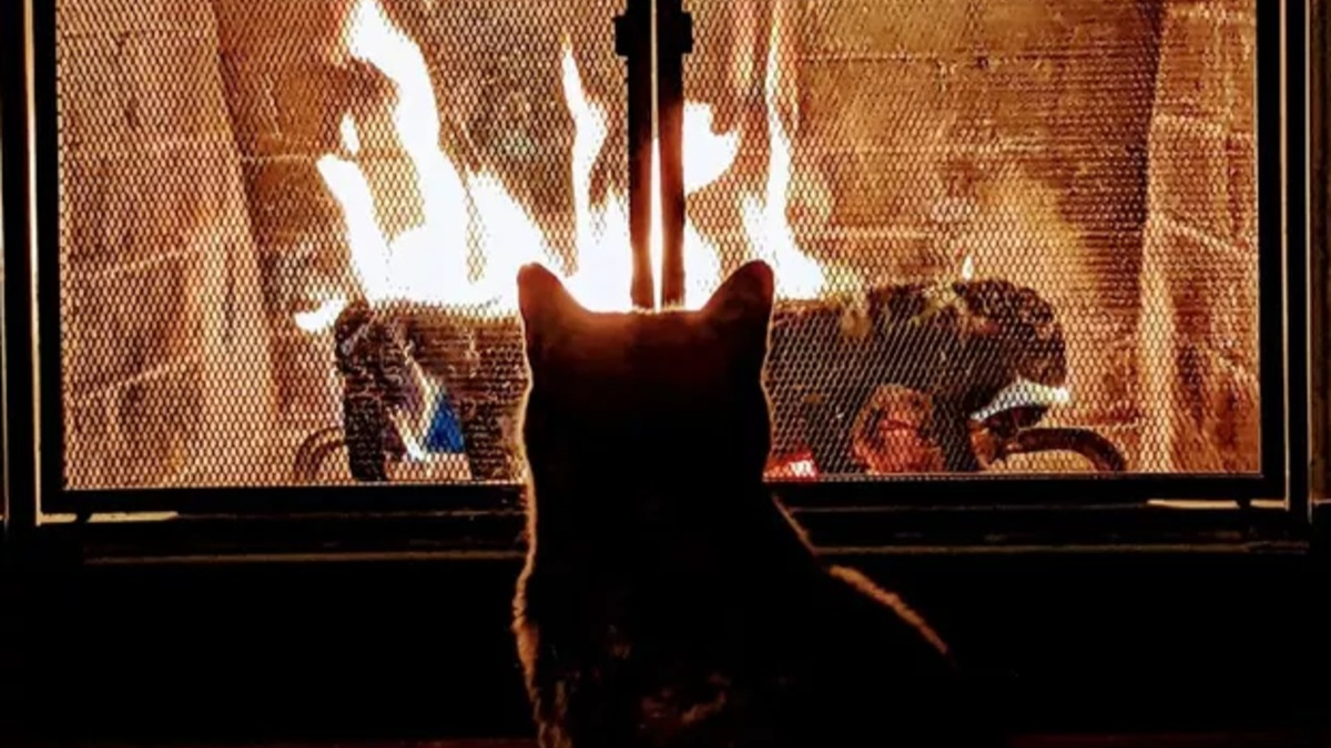 Illustration : "16 photos de chats se prélassant au coin du feu et donnant envie d'en faire de même"