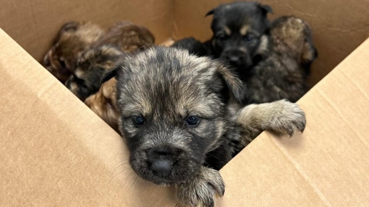 Illustration : "Une portée de 8 chiots est retrouvée dans une boîte en carton, en plein cœur d’une tempête"